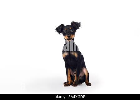 Russian Toy Terrier Foto Stock
