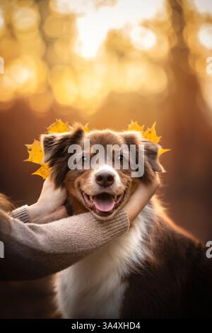 Pastore australiano Foto Stock