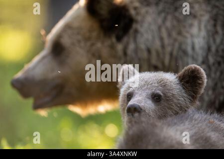 Cucciolo di orso bruno con orso madre sullo sfondo Foto Stock