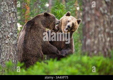 Gli orsi bruni combattono nella foresta Foto Stock