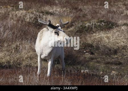 Caribù boato canadese Foto Stock