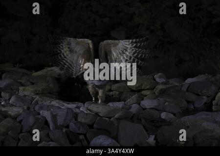 Il gufo di pesce di Blakiston Foto Stock