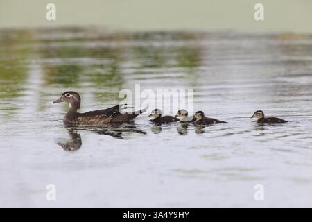 Carolina Duck Foto Stock