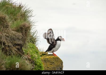 Pulcino Atlantico arroccato su una scogliera rocciosa a Latrabjarg, Islanda occidentale. Foto Stock