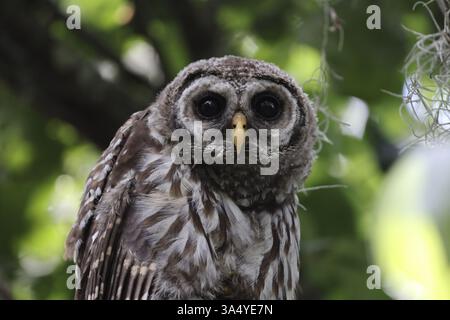 Allocco barrato Foto Stock