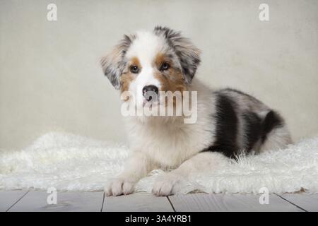 Giovane pastore australiano Foto Stock
