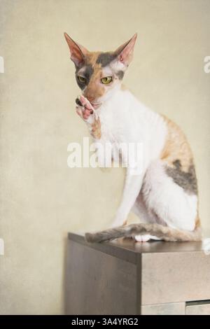 Cornish Rex Foto Stock