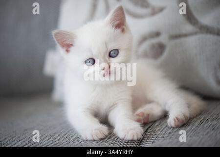 British Shorthair kitten Foto Stock