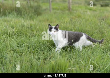Il gatto domestico Foto Stock