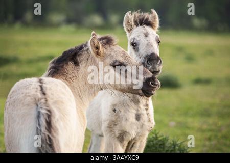 Konik Foto Stock