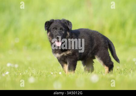 Pastore Tedesco cucciolo Foto Stock