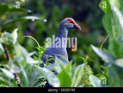 Colombo, Sri Lanka. 20 marzo 2025. Una palude dalla testa grigia è raffigurata in una zona umida nel sobborgo di Colombo, Sri Lanka, il 20 marzo 2025. Crediti: Ajith Perera/Xinhua/Alamy Live News Foto Stock