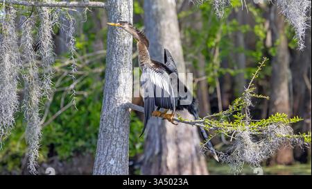 Anhinga, arroccato sul ramo dell'albero nelle paludi della Florida, Spanish Moss, fascino meridionale Foto Stock