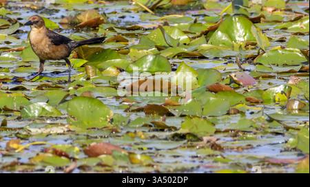 Grackle in battello che cammina sui tappetini galleggianti in una palude poco profonda Foto Stock