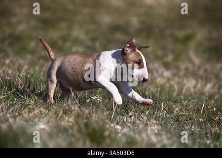 Toro in miniatura Terrier Puppy Foto Stock