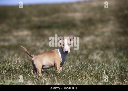 Toro in miniatura Terrier Puppy Foto Stock