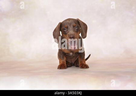 Cucciolo di bassotto Foto Stock