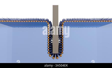 Illustrazione 3D rappresentata che raffigura la formazione o la struttura di un film Langmuir-Blodgett (LB) Foto Stock