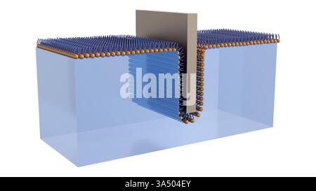 Illustrazione 3D rappresentata che raffigura la formazione o la struttura di un film Langmuir-Blodgett (LB) Foto Stock