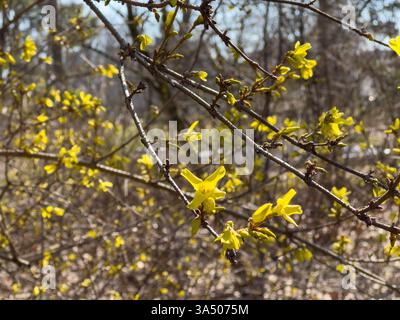 Fiori gialli di forsytia in primavera Foto Stock