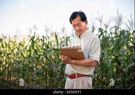 Un anziano agricoltore asiatico o proprietario di un'azienda agricola di mais che lavora in un campo di mais, ispezionando la qualità dei corpi di mais. Concetto agricolo Foto Stock