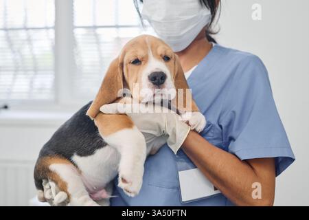 Immagine ritagliata di una donna ispanica che indossa una maschera e guanti, tenendo un beagle in una clinica veterinaria. Questa scena veterinaria mette in evidenza la cura professionale degli animali domestici e la salute canina in un ambiente clinico. Foto Stock