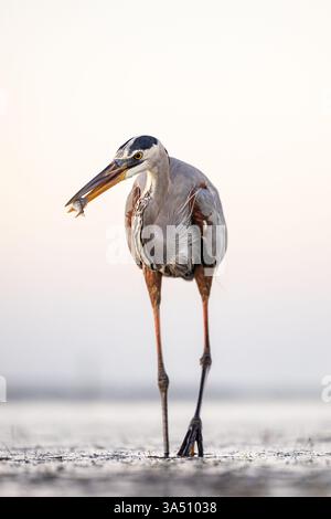 Great Blue Heron, che tiene un pesce nel becco, mentre si nuota lungo la costa al Honeymoon Island State Park, Dunedin, Florida. Foto Stock