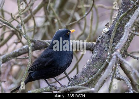 Uccello nero comune Foto Stock