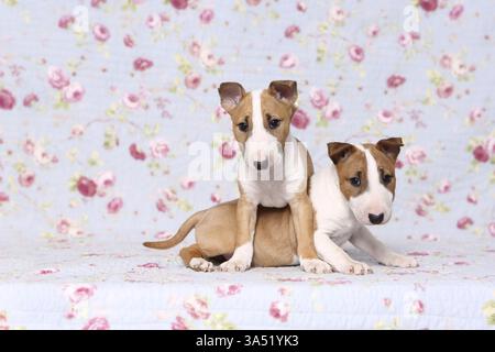 Cuccioli di Toro Terrier in miniatura Foto Stock