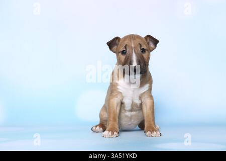 Toro in miniatura Terrier Puppy Foto Stock