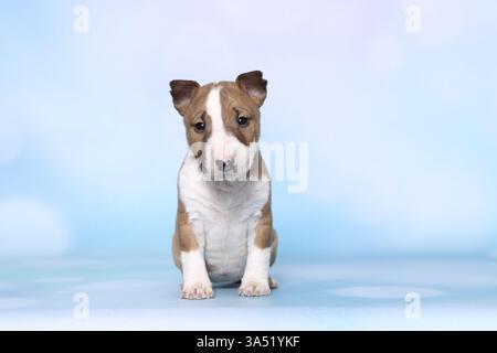 Toro in miniatura Terrier Puppy Foto Stock