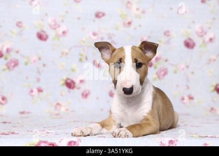 Toro in miniatura Terrier Puppy Foto Stock
