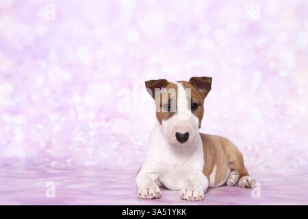 Toro in miniatura Terrier Puppy Foto Stock