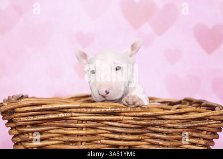 Toro in miniatura Terrier Puppy Foto Stock