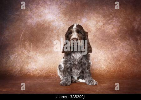 English Cocker Spaniel cucciolo Foto Stock
