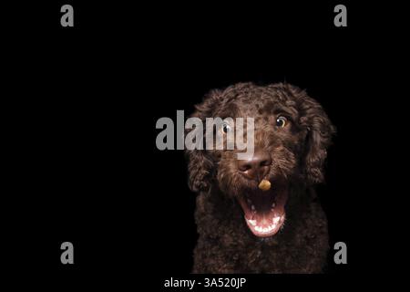 Perro de Agua Espanol Foto Stock