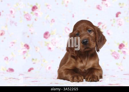 Rosso Irlandese Setter cucciolo Foto Stock
