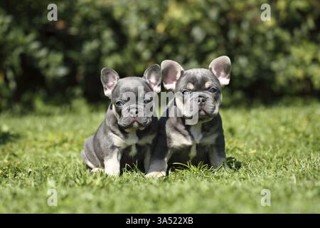 Bulldog francese cuccioli Foto Stock
