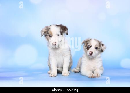 Border Collie cuccioli Foto Stock