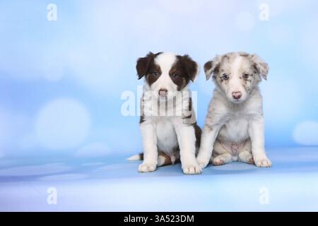 Border Collie cuccioli Foto Stock