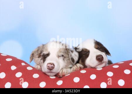 Border Collie cuccioli Foto Stock