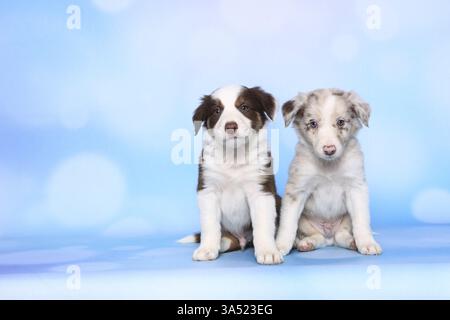 Border Collie cuccioli Foto Stock