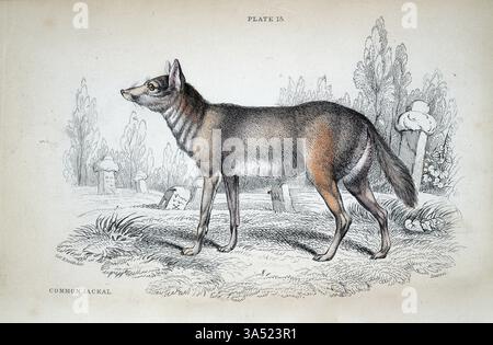 Golden jackal (Canis aureus), chiamato anche jackal comune, canino, fauna selvatica, stampa artistica, illustrazione d'epoca Foto Stock