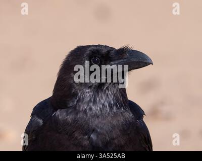 Corvo comune o corvo settentrionale, Corvus corax Foto Stock