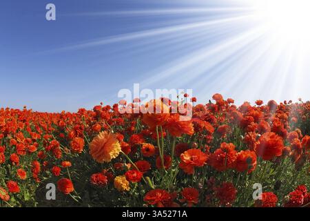 Gli scintillanti raggi del sole illuminano un ampio campo di tazze d'arancio e bianche in fiore. Foto scattata con l'obiettivo Fisheye Foto Stock