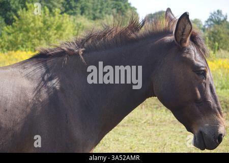 Primo piano ritratto di testa, muso e volto di un bellissimo cavallo islandese con pelliccia marrone scuro e una maestosa criniera in piedi su un prato verde Foto Stock