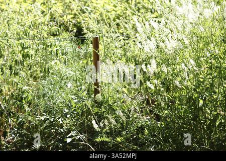 Primo piano di ortiche selvatiche ed erbe selvatiche che crescono su una recinzione di pascolo con il filo Foto Stock