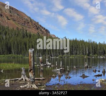 Fitta foresta e ceppi secchi sulla riva di un lago di montagna Foto Stock