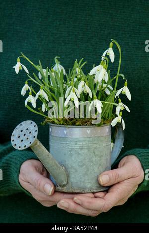 Galanthus nivalis. Snowdrops in vintage container for winter garden display held by woman. UK Foto Stock