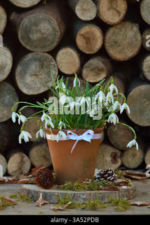 Snowdrops in pot. Winter garden display of snowdrops, galanthus nivalis, in a clay pot. UK Foto Stock